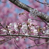 桜が咲いた