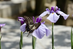 菖蒲と蝶