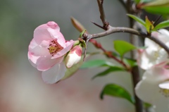 木瓜