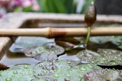 雨上がりの睡蓮の葉