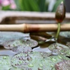 雨上がりの睡蓮の葉