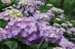 桃源郷岬の紫陽花