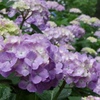 桃源郷岬の紫陽花