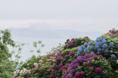 桃源郷岬の紫陽花
