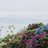 桃源郷岬の紫陽花