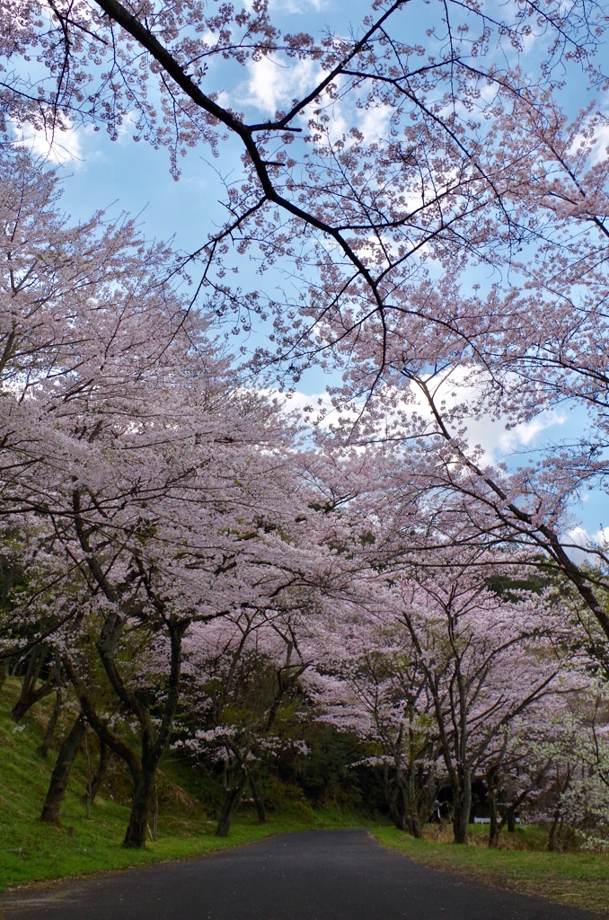 桜のトンネル