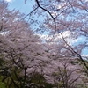 桜のトンネル