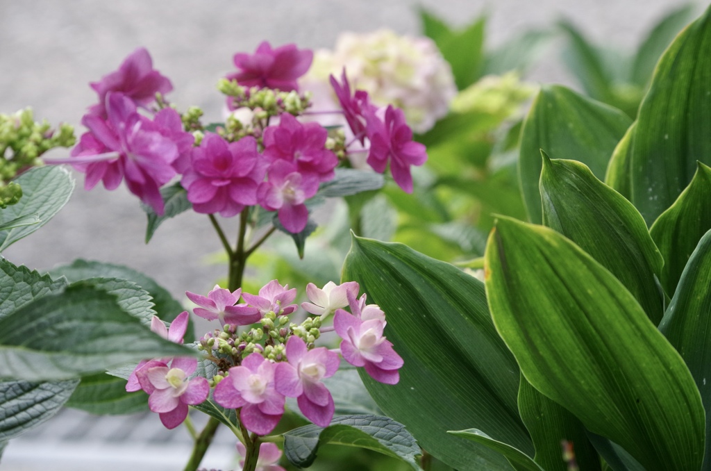 我が家の紫陽花