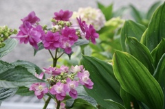 我が家の紫陽花