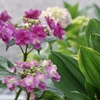 我が家の紫陽花