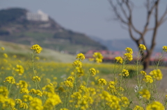筑後川河川敷の菜の花