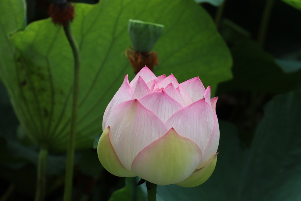蓮の花