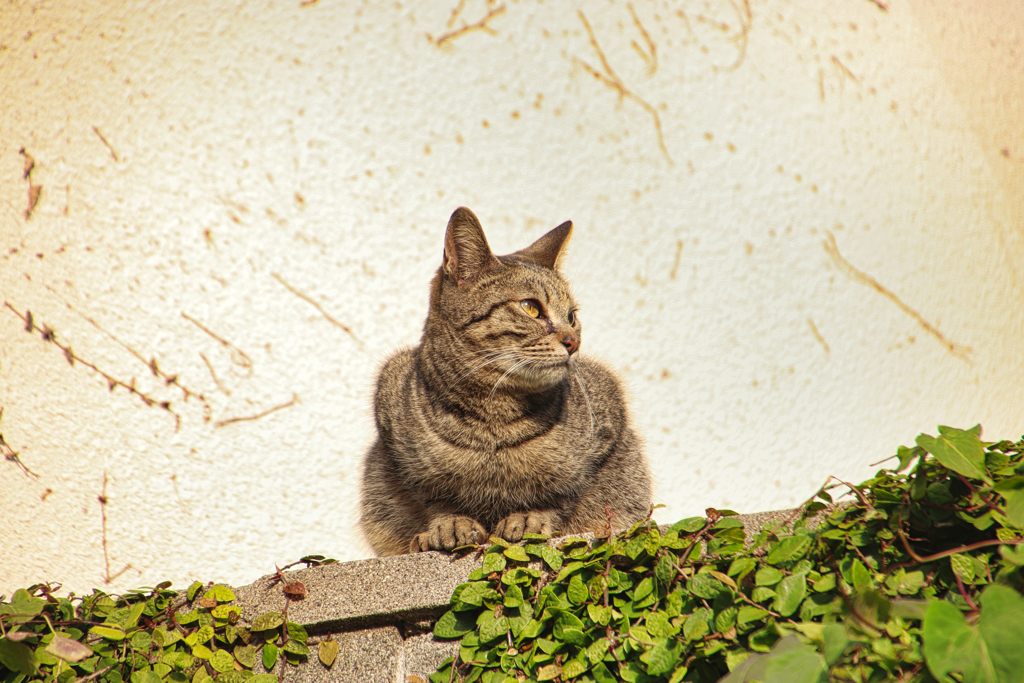 空き地で暮らす外猫視線の先にスズメ