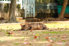 公園の地面に寝転がる外猫