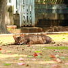 公園の地面に寝転がる外猫