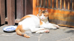 日向ぼっこする外猫