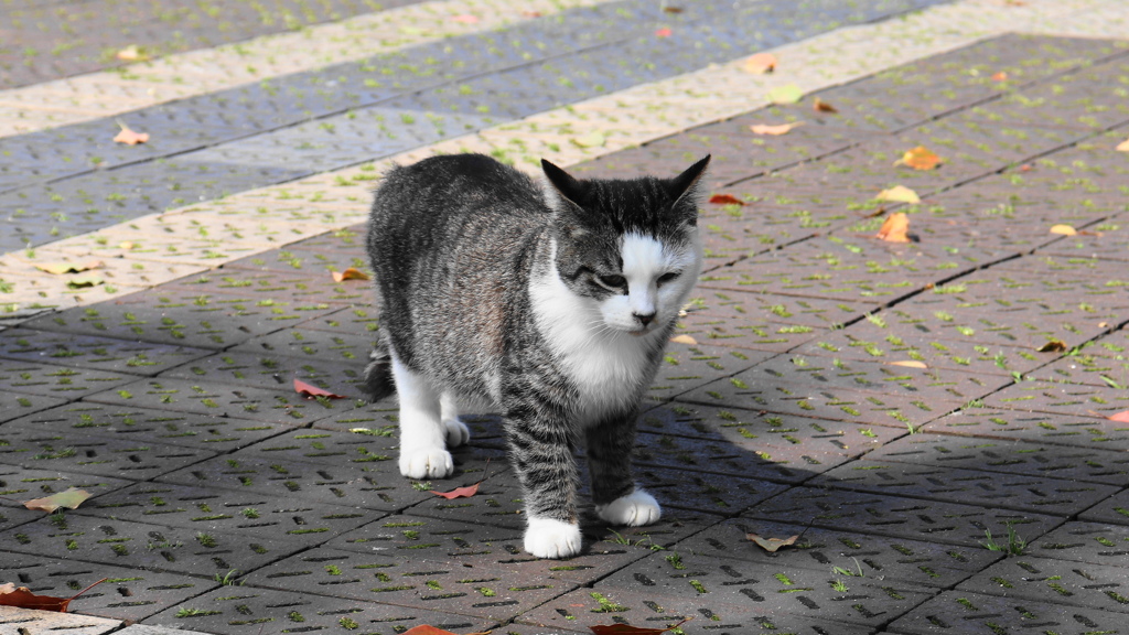 公園で暮らす子猫