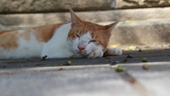 公園のベンチの下で寝る外猫