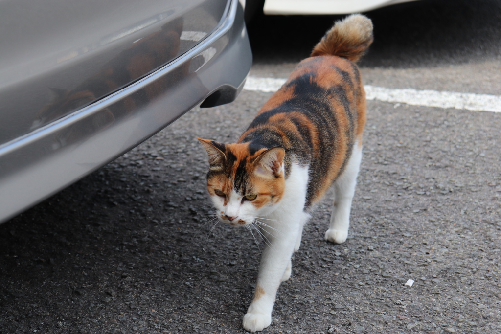 駐車場の外猫