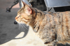 町中に暮らす外猫