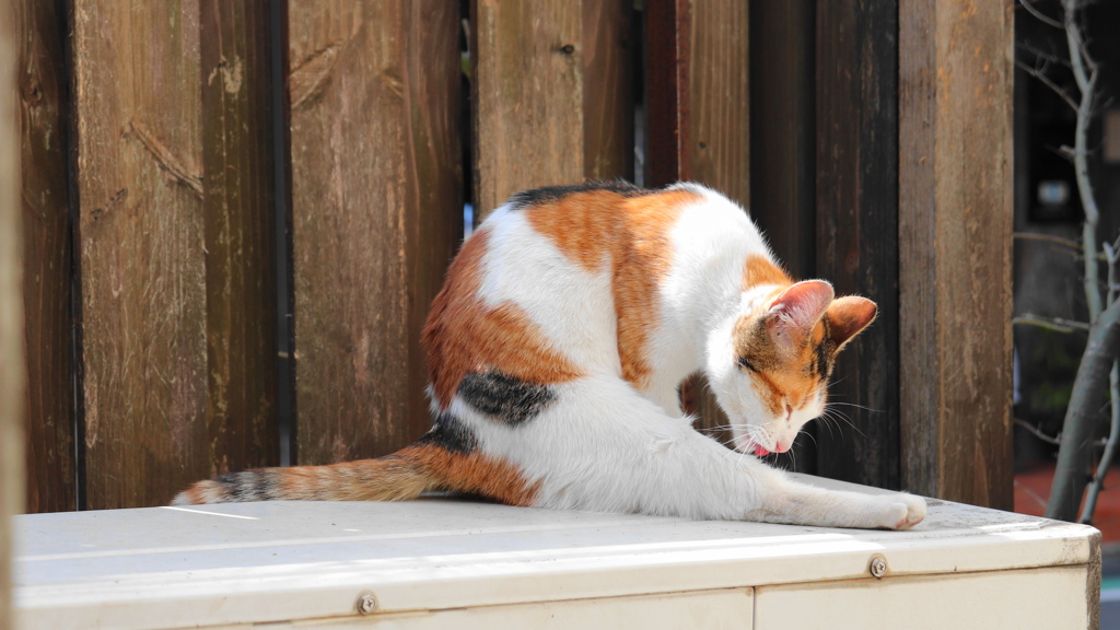 毛繕いをする外猫