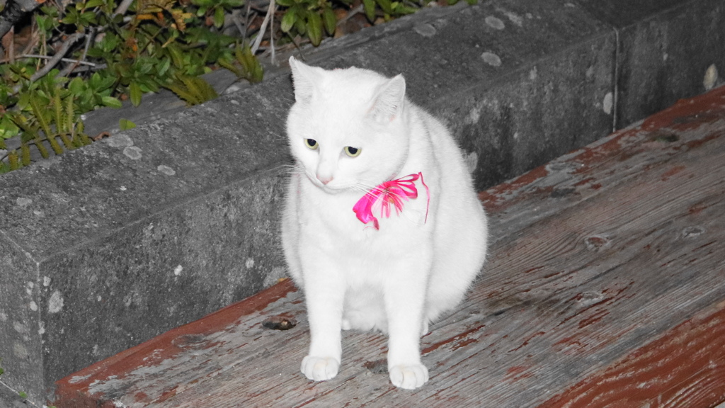 夜の公園白猫