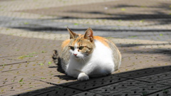 公園に来ている内猫？