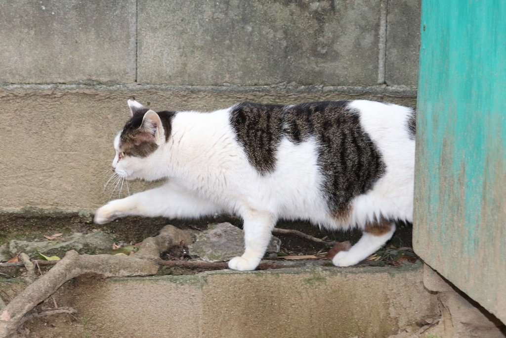公園で暮らす外猫