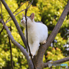 木の上の外猫