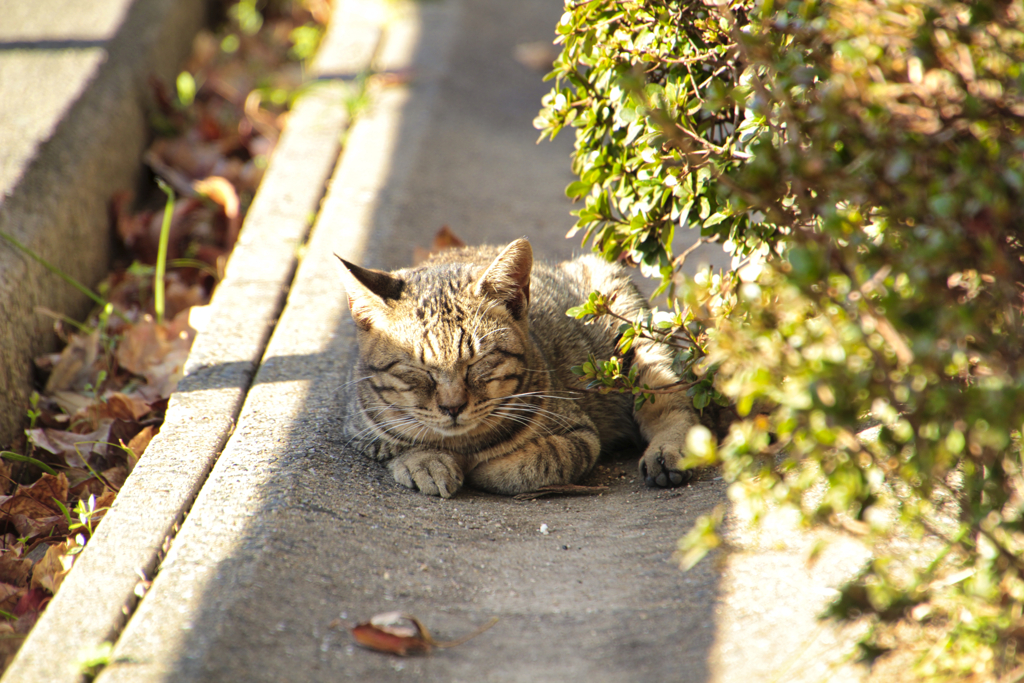 側溝の蓋の上で寝る外猫