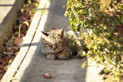 側溝の蓋の上で寝る外猫