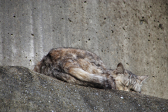 崖の隙間で寝る外猫