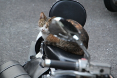 バイクのシートに座る外猫