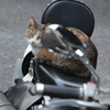 バイクのシートに座る外猫