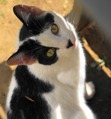 公園で暮らす外猫