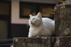 灯籠の隙間で寛ぐ外猫