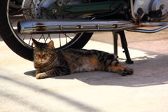 駐輪場で暮らす外猫
