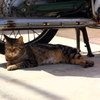 駐輪場で暮らす外猫