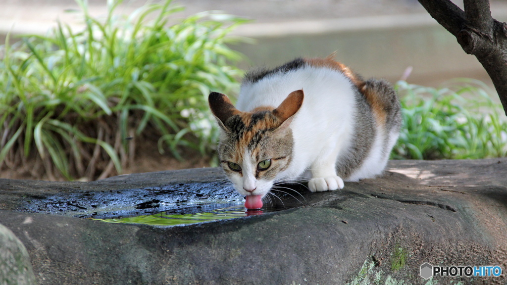 町中で暮らす外猫雨水を飲む