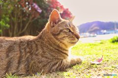 公園に居る外猫