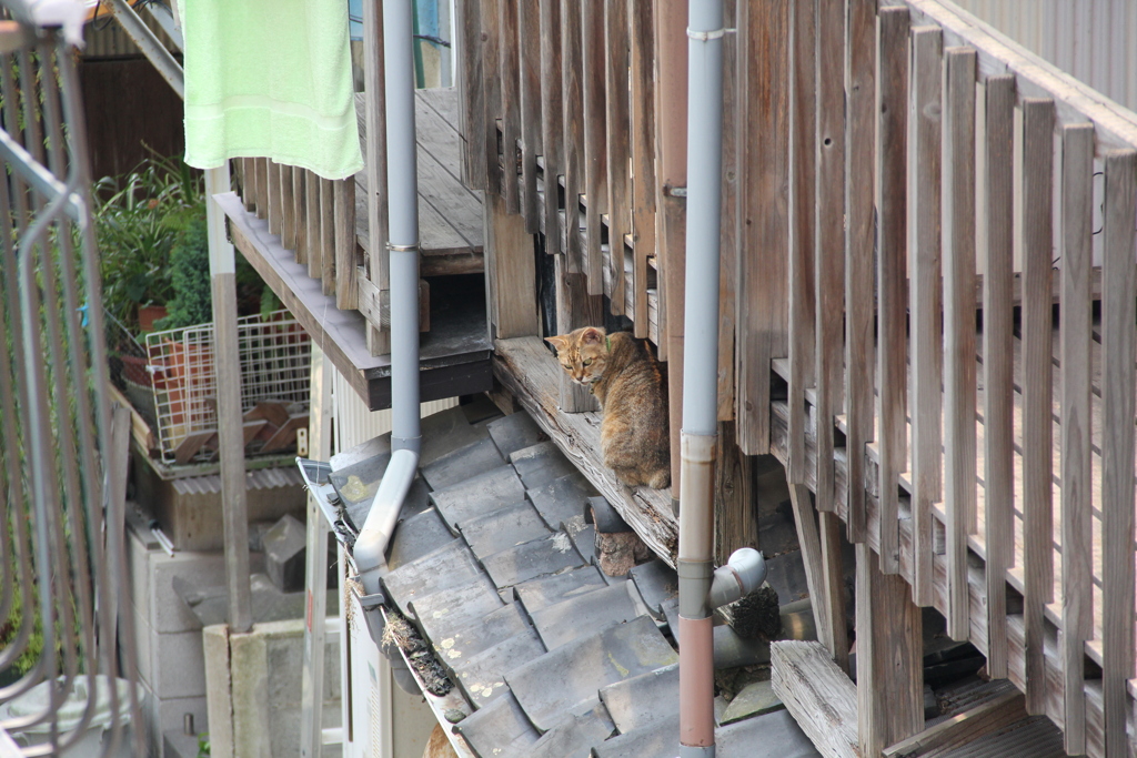 過疎化が進む住宅街に暮らす猫