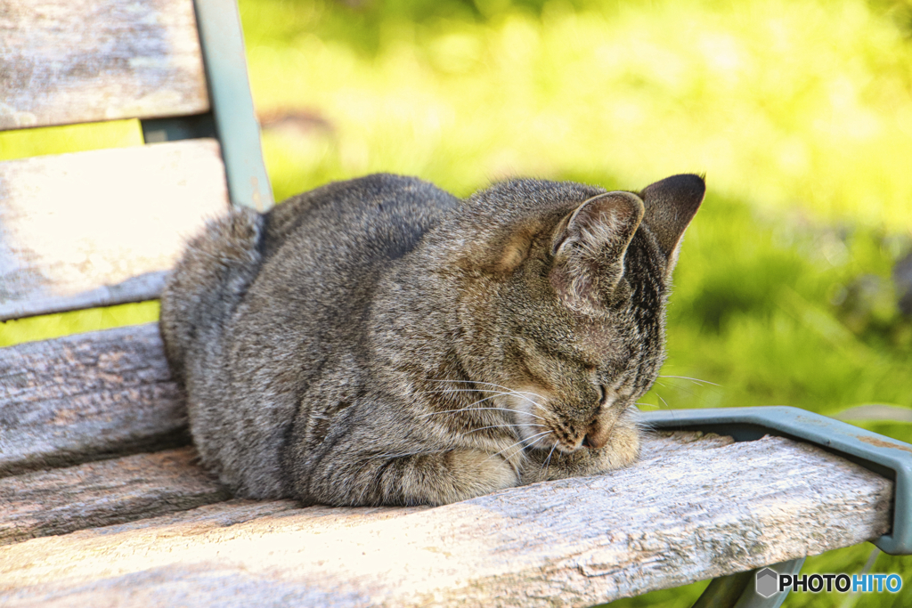 公園のベンチの上で眠る外猫