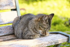 公園のベンチの上で眠る外猫
