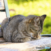 公園のベンチの上で眠る外猫