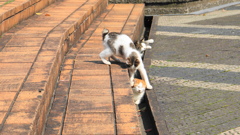 公園で遊ぶ子猫 no.２