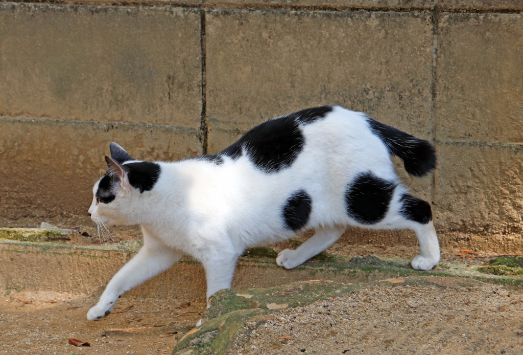 公園に暮らす外猫