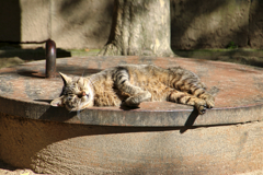 古井戸の鉄の蓋の上で寝る外猫