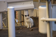 ガードレールのそばで周りの様子を見る外猫
