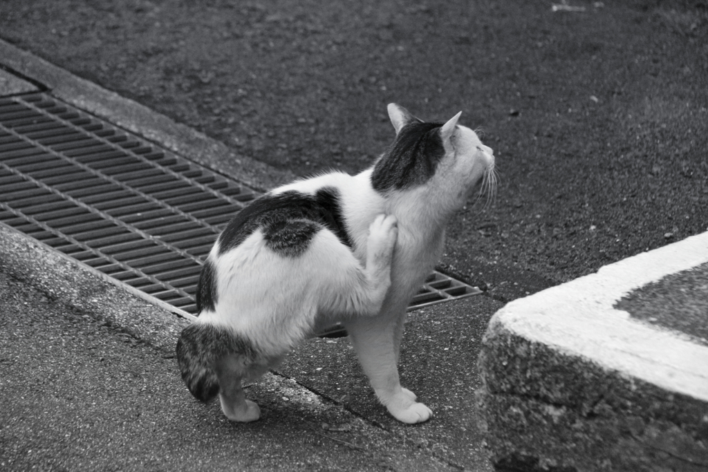町中で暮らす外猫 痒くて後ろ足で首の周りをかく