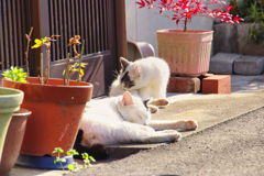 玄関の前で寛ぐ外猫
